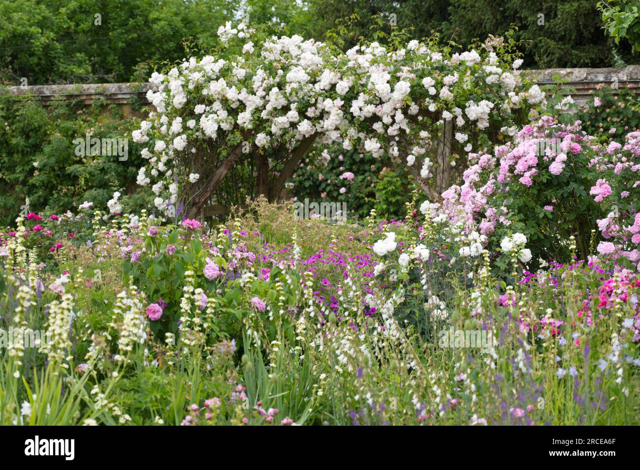 Giardino fiorito murato con rose, Sisyrinchium striatum, geranio e altre fioriture estive e arco a sostegno dell'Abbazia Mottisfont Rosa Adelaide D'Orleans, Foto Stock
