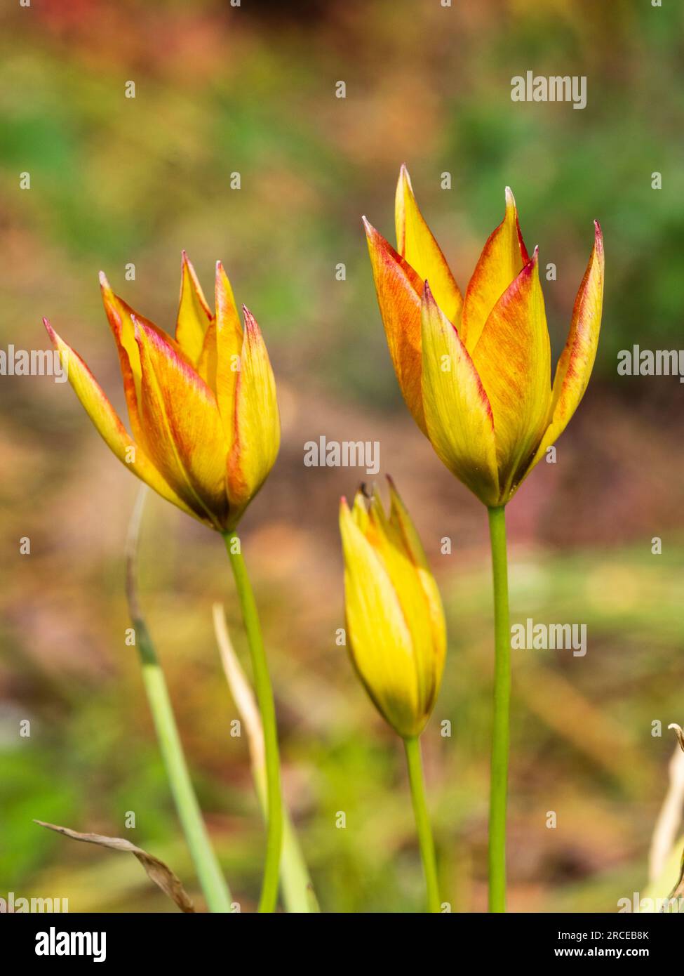 Fiori di colore giallo rosso riflesso del tulipano botanico primaverile, Tulipa orphanidea «Flava» Foto Stock