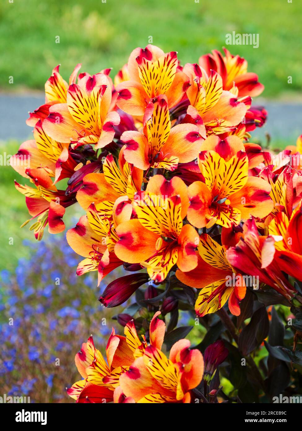 Fiori arancioni e gialli del giglio peruviano dalle foglie scure, Alstroemeria 'Estate Indiana' Foto Stock