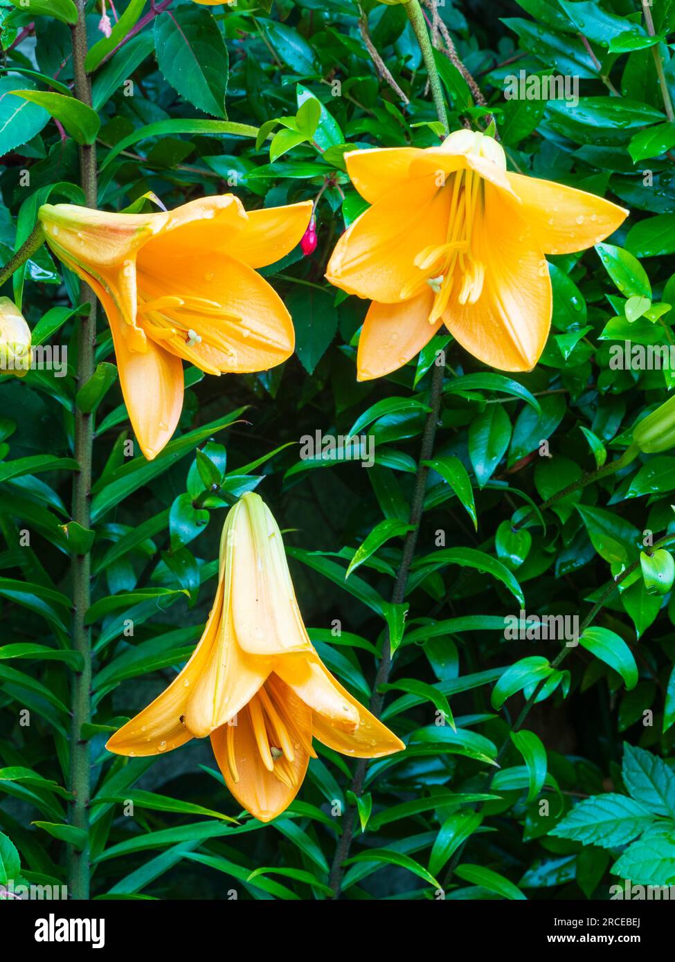 Fiori estivi gialli e profumati del giglio della tromba, Lilium 'Regina Africana' Foto Stock