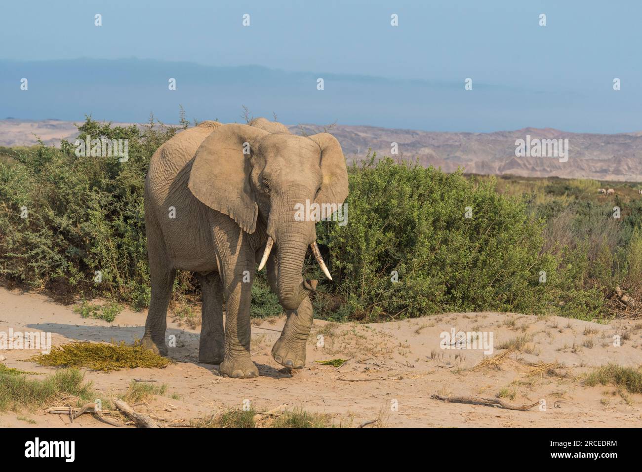Gli elefanti africani adattati al deserto in Namibia si sono adattati al loro ambiente asciutto e semi-desertico, avendo una massa corporea più piccola con gambe più lunghe. Foto Stock