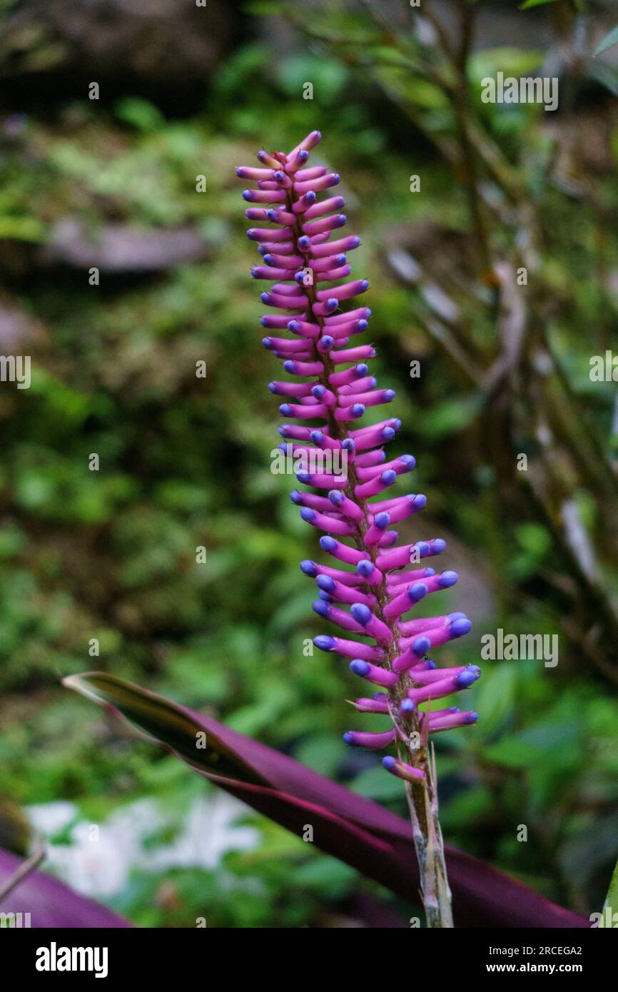 L'Aechmea gamosepala o pianta da giardino è una specie di bromeliade, un tipo di pianta da fiore tropicale. Fotografia naturalistica. Foto Stock