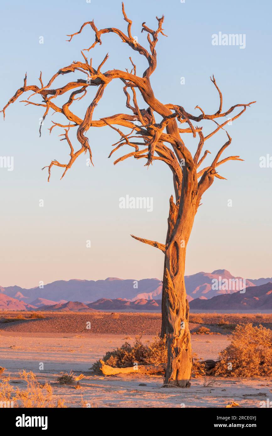 Albero del deserto nel deserto del Namib in Namibia Foto Stock