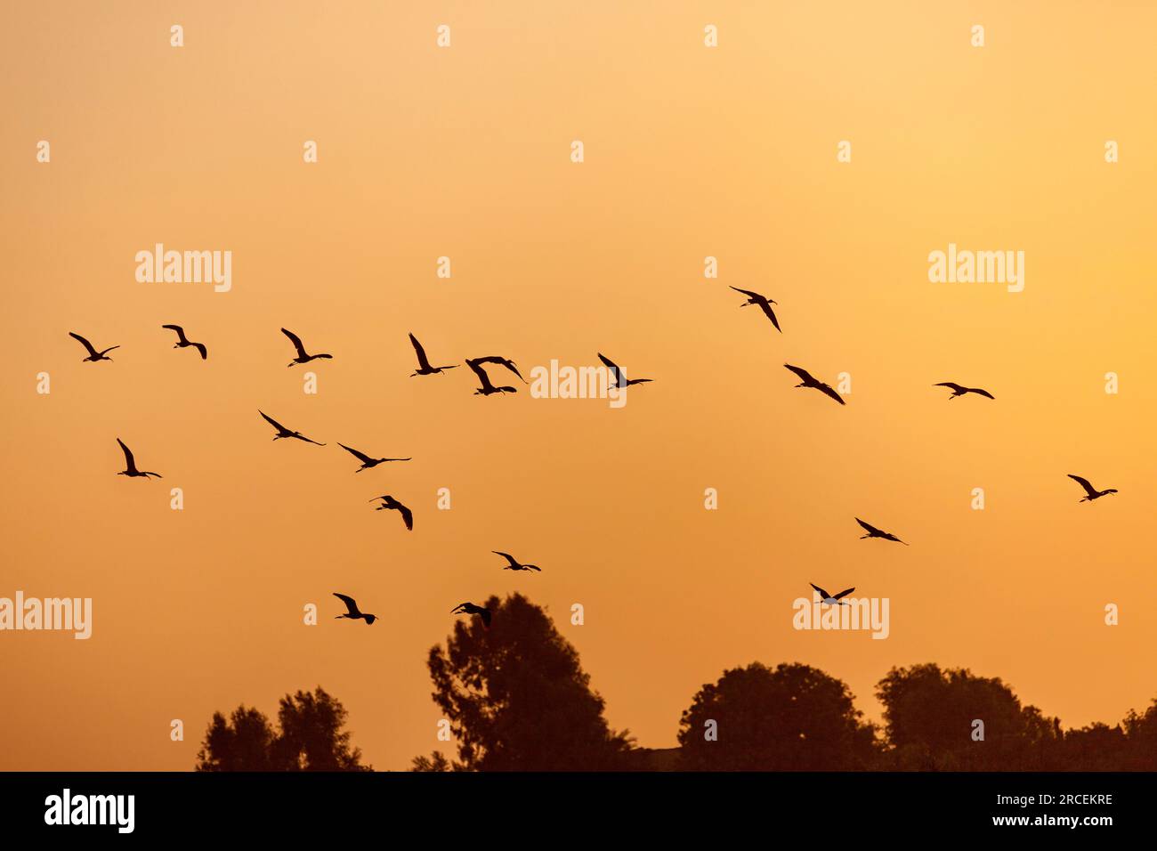 Un gregge di stibises, silhouette contro il cielo al crepuscolo, volando lungo il fiume Nilo vicino Luxor Foto Stock