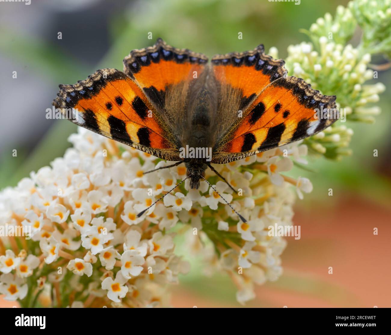 Piccola farfalla aglais urticae a guscio di tartaruga sul fiore di Buddleja Foto Stock