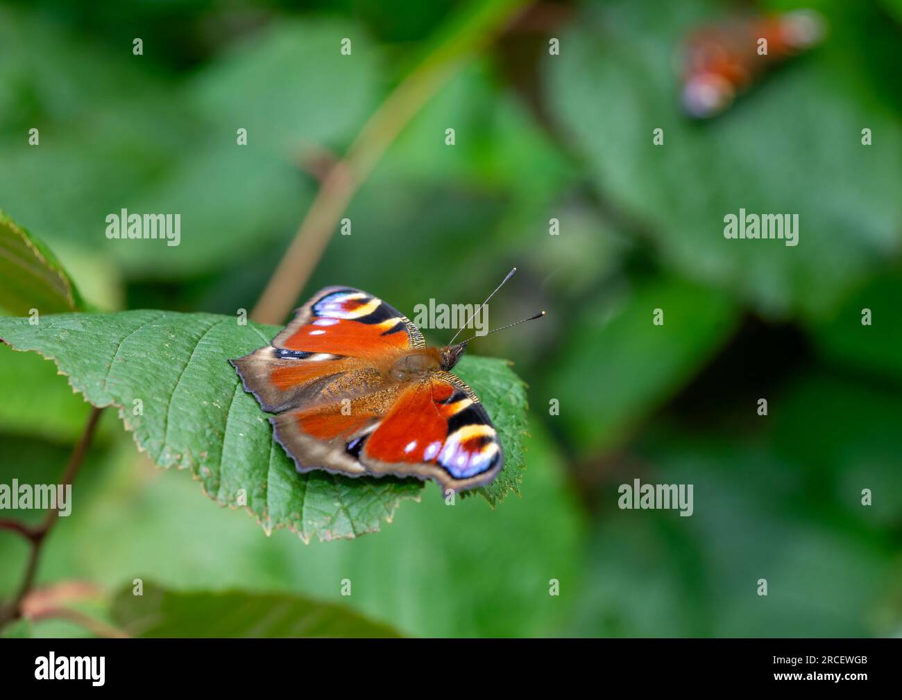farfalla peacock su foglia verde Foto Stock