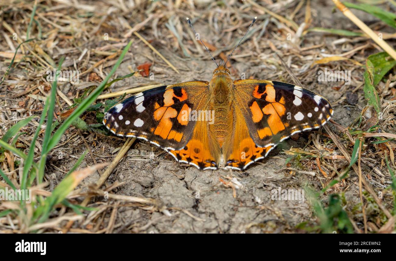 Vanessa cardui farfalla a terra Foto Stock