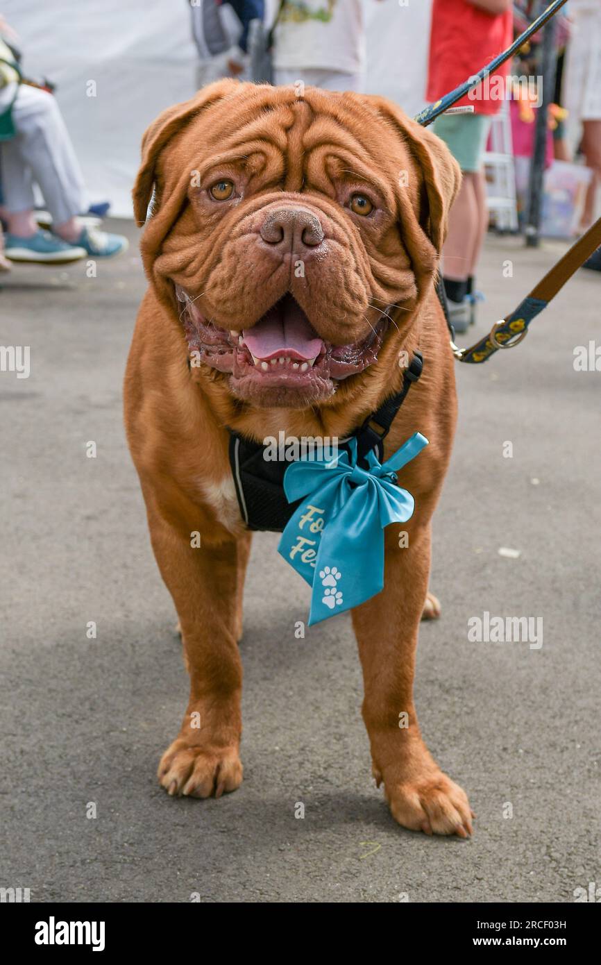 Dogue de Bordeaux Foto Stock