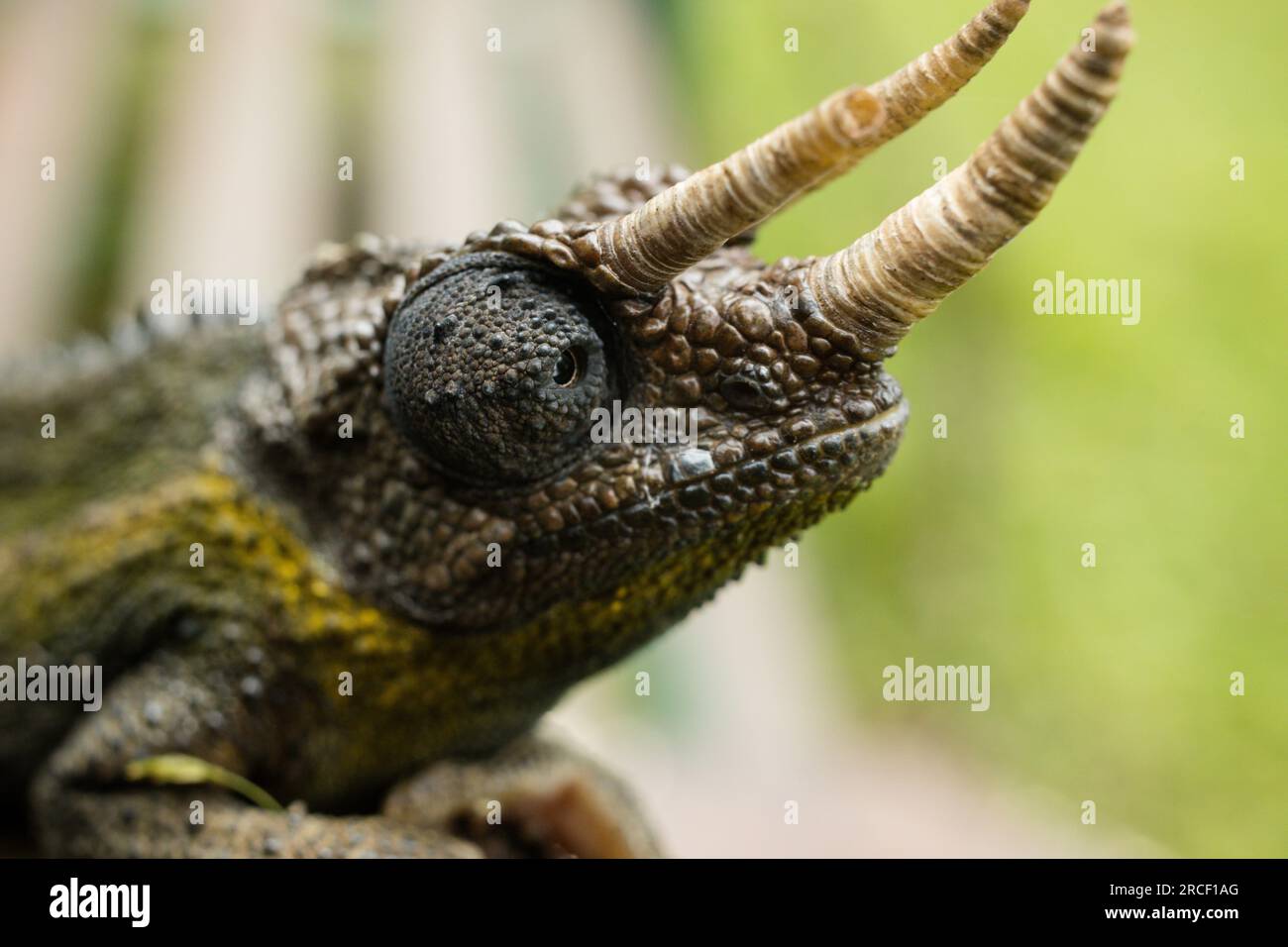 Il camaleonte di Jackson, noto comunemente come camaleonte di Jackson, il camaleonte a tre corna e il camaleonte a tre corna di Kikuyu, è una specie Foto Stock