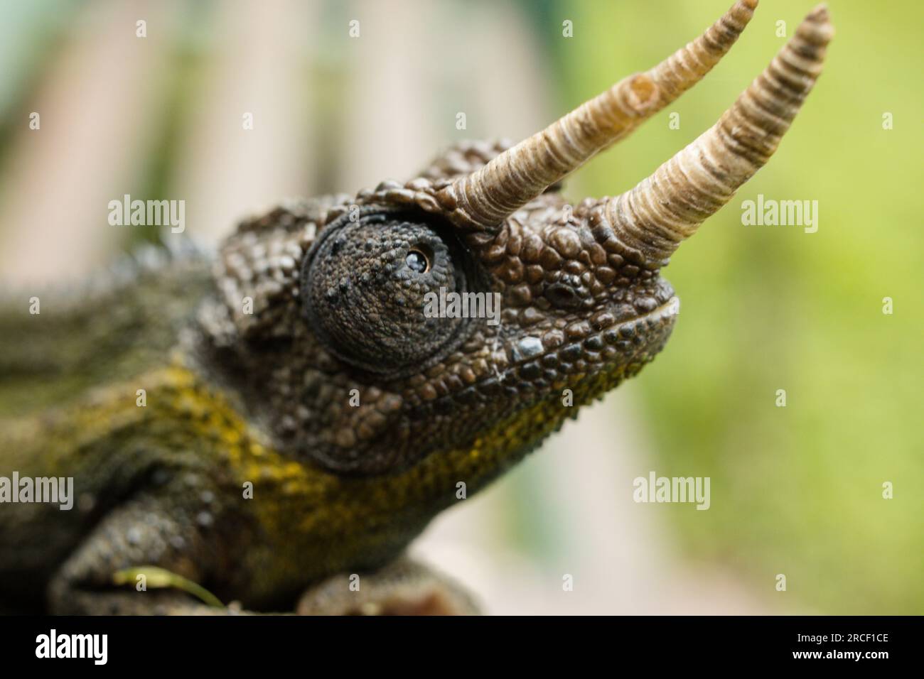 Il camaleonte di Jackson, noto comunemente come camaleonte di Jackson, il camaleonte a tre corna e il camaleonte a tre corna di Kikuyu, è una specie Foto Stock