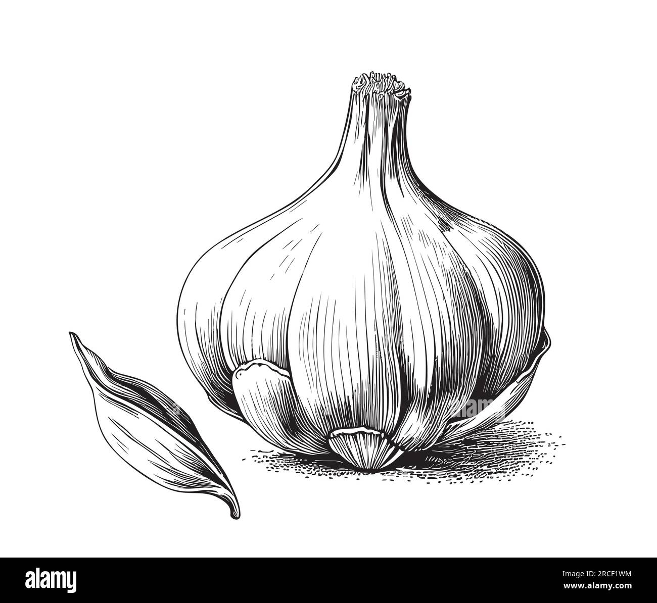 Disegno vegetale all'aglio illustrazione disegnata a mano Illustrazione Vettoriale