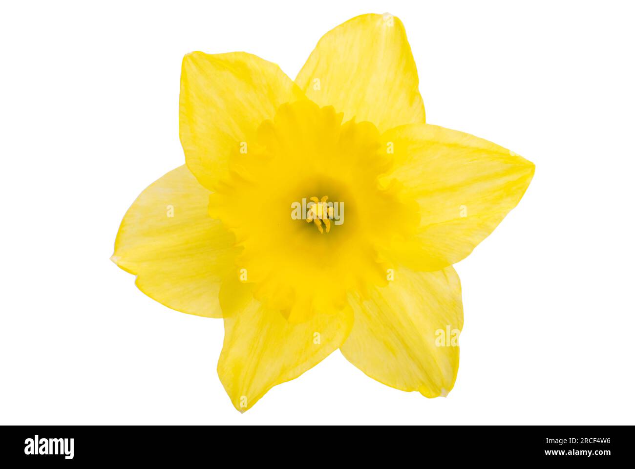 Fiore di narciso isolati su sfondo bianco Foto Stock