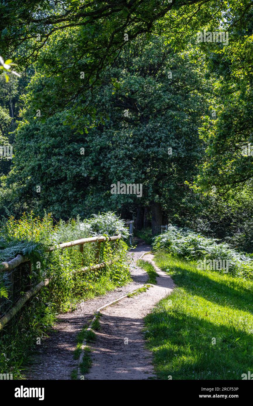 Splendida foto paesaggistica nel parco di Londra Foto Stock