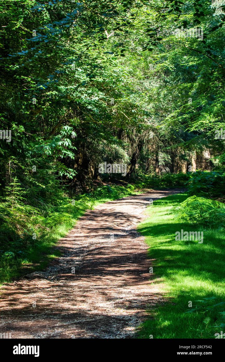 Splendida foto paesaggistica nel parco di Londra Foto Stock