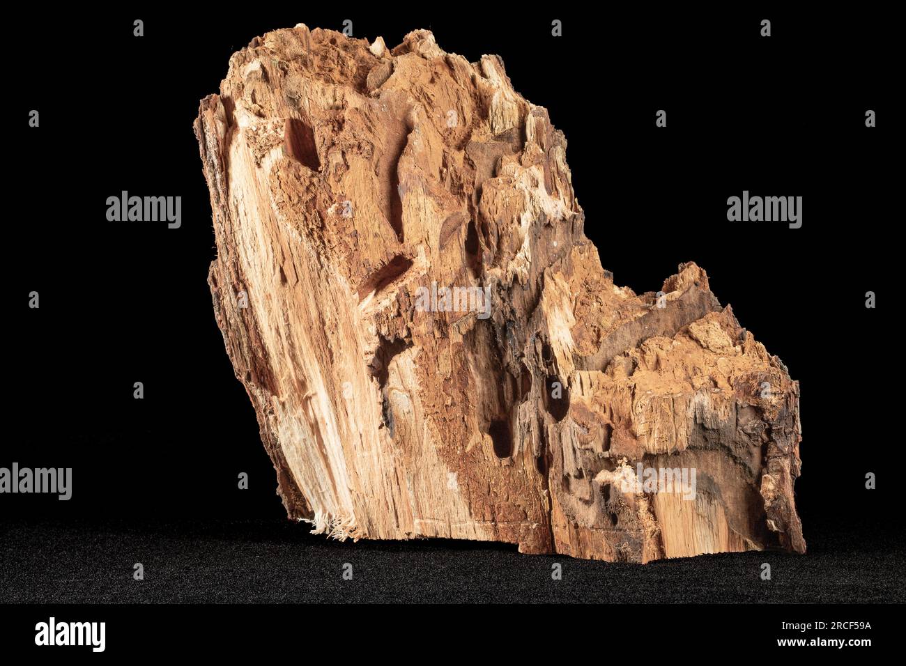 Sezione di un tronco di albero danneggiata da un bruco di un verme odoroso - su sfondo nero Foto Stock