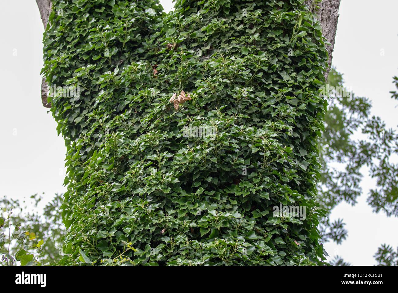 Splendida foto paesaggistica nel parco di Londra Foto Stock