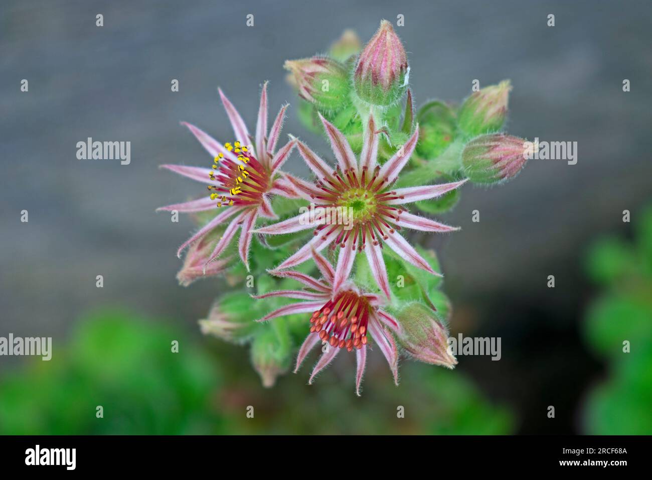 Fiori e boccioli della pianta sempervivum tectorum (galline e pulcini) su sfondo verde e nero sfocato -02 Foto Stock