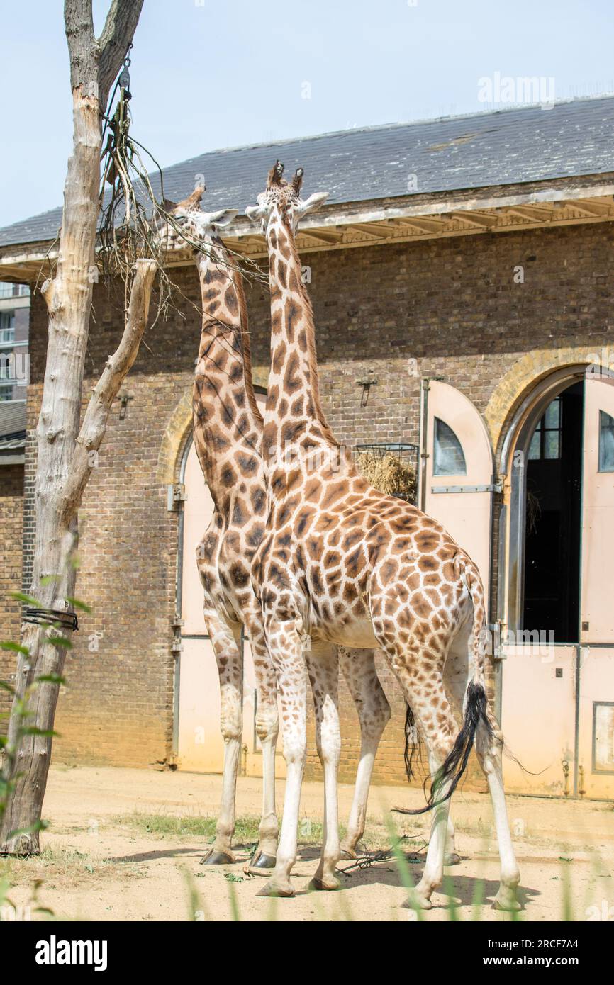 Una foto della fauna selvatica allo zoo di Londra Foto Stock