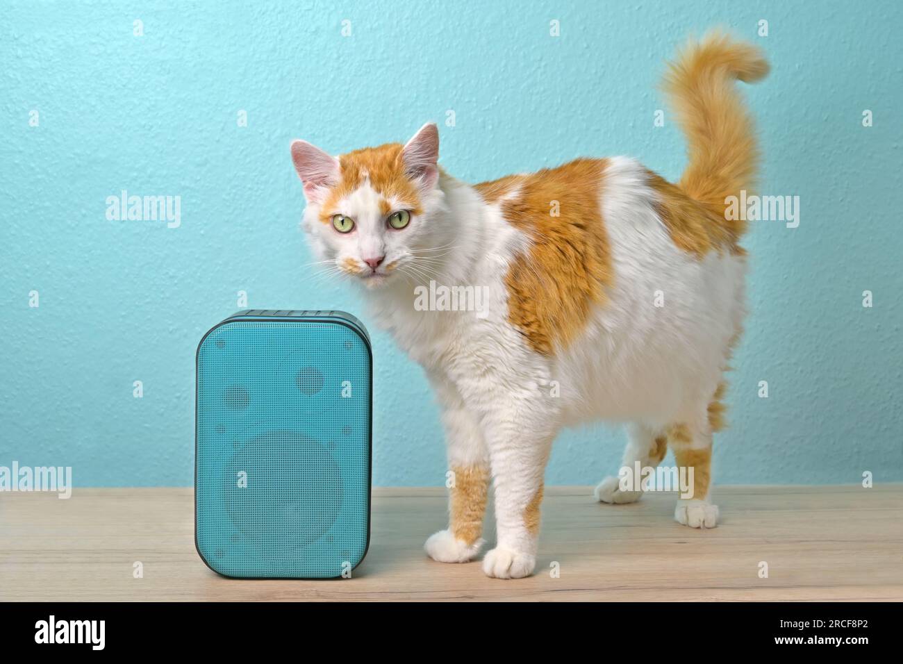 Simpatico gatto del tabby che ascolta musica ad alta voce dall'altoparlante. Foto Stock