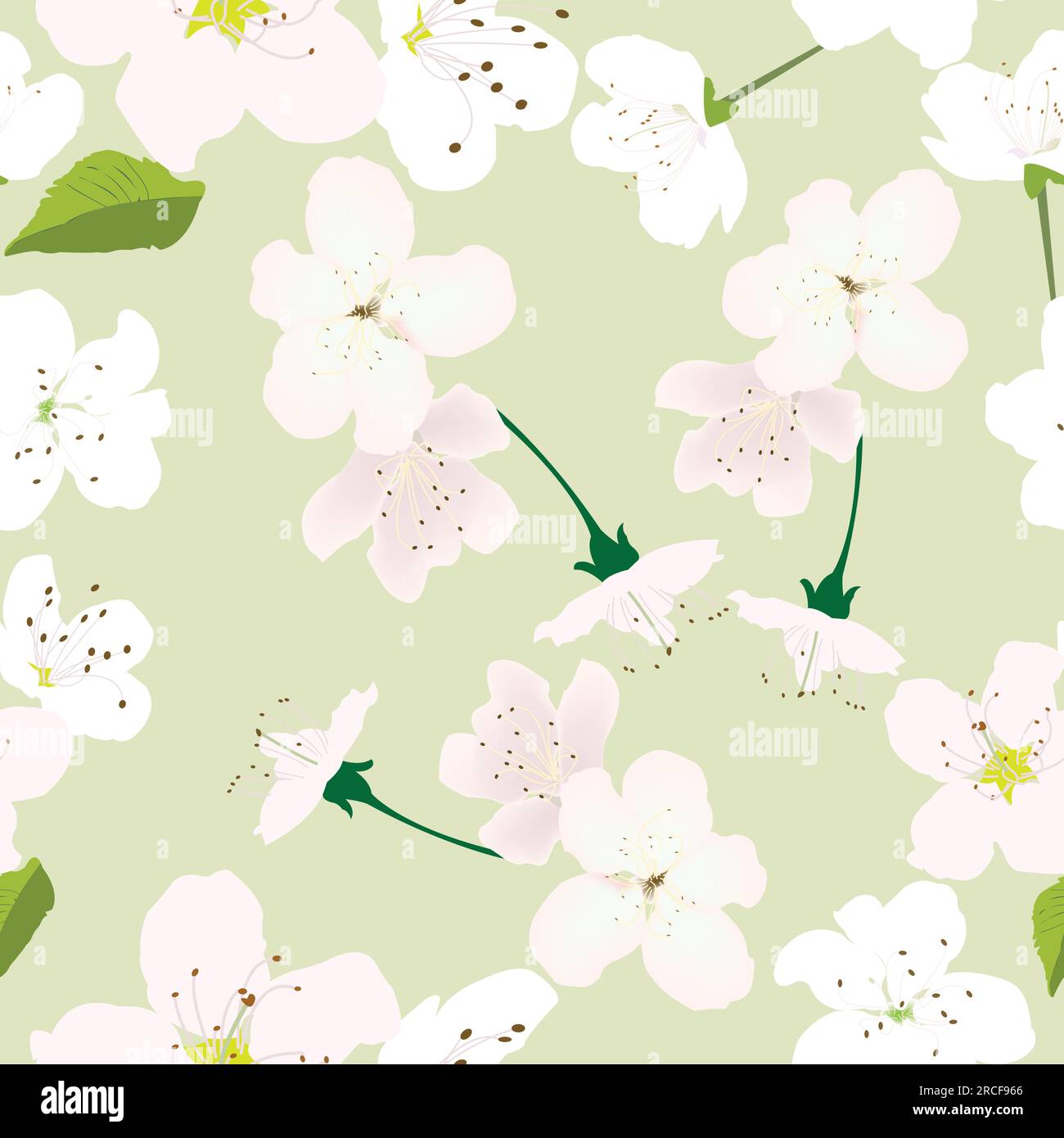 Motivo senza cuciture con fiori bianchi e sfondo verde pastello per le stampe; disegno con fiori di ciliegio bianchi con sfondo rosso Illustrazione Vettoriale