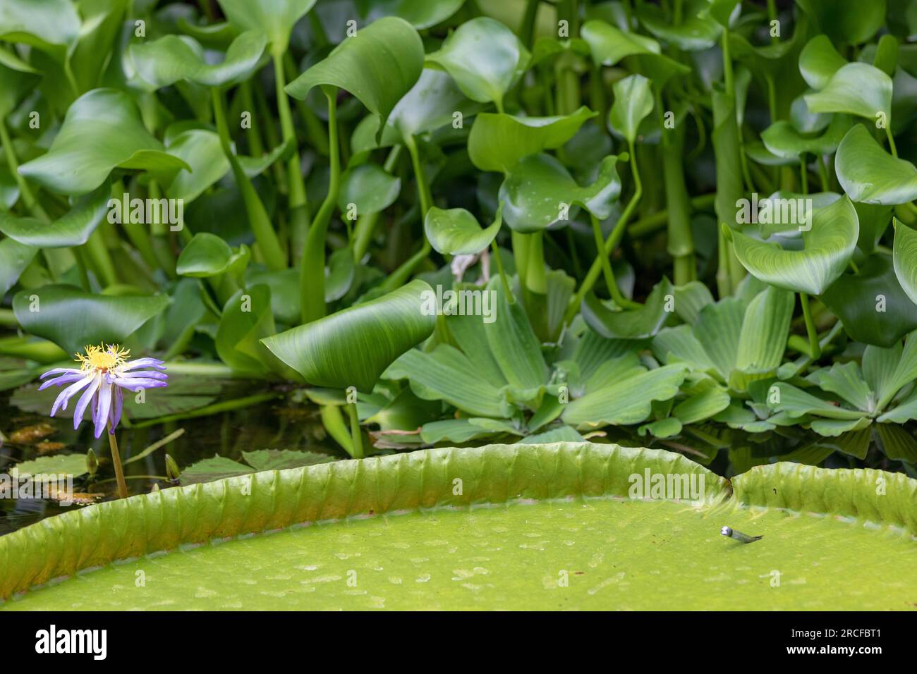 Splendidi filmati della natura e del paesaggio Foto Stock