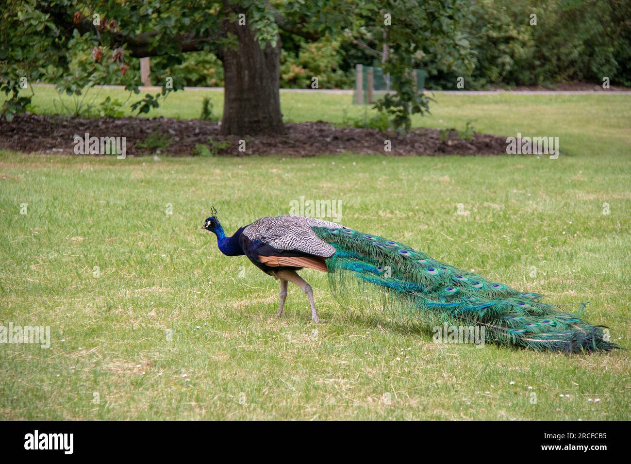 Splendida foto della natura e del paesaggio scattata a Londra Foto Stock