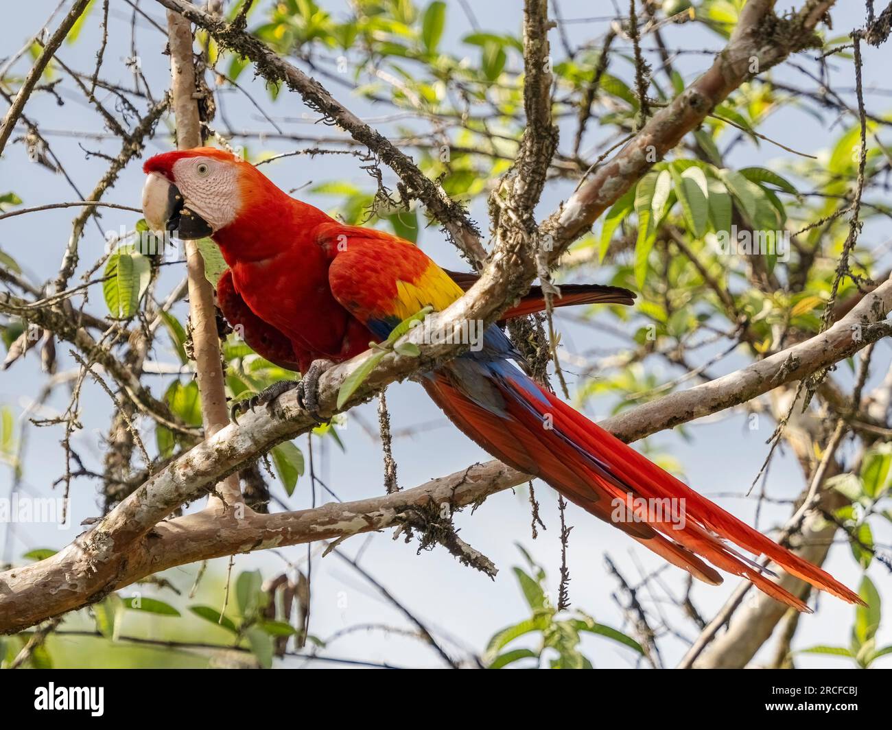 Un adulto di scamarena scarlatto, Ara macao, arroccato su un albero a Playa Blanca, Costa Rica. Foto Stock