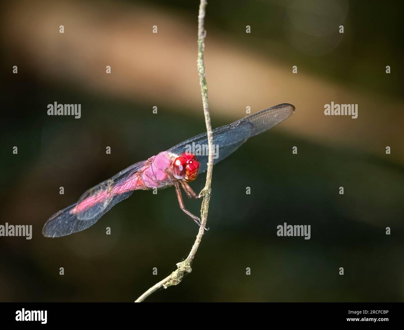 Uno skimmer adulto di carmine, Orthemis Scrollò, appeso a una vite, Rio Seco, Costa Rica. Foto Stock