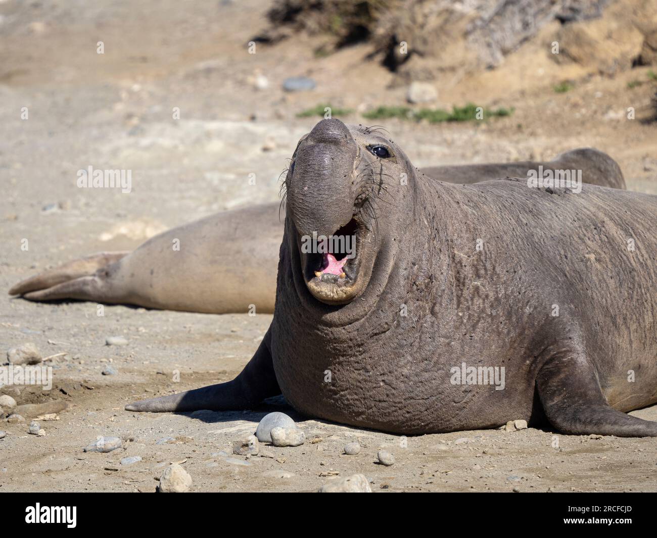 Foca elefante del nord, Mirounga angustirostris, isola di Benito del Oeste, Baja California, Messico. Foto Stock