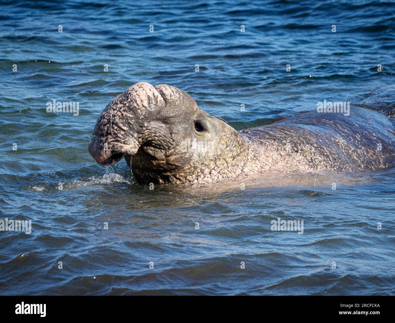 Foca elefante del nord, Mirounga angustirostris, isola di Benito del Oeste, Baja California, Messico. Foto Stock