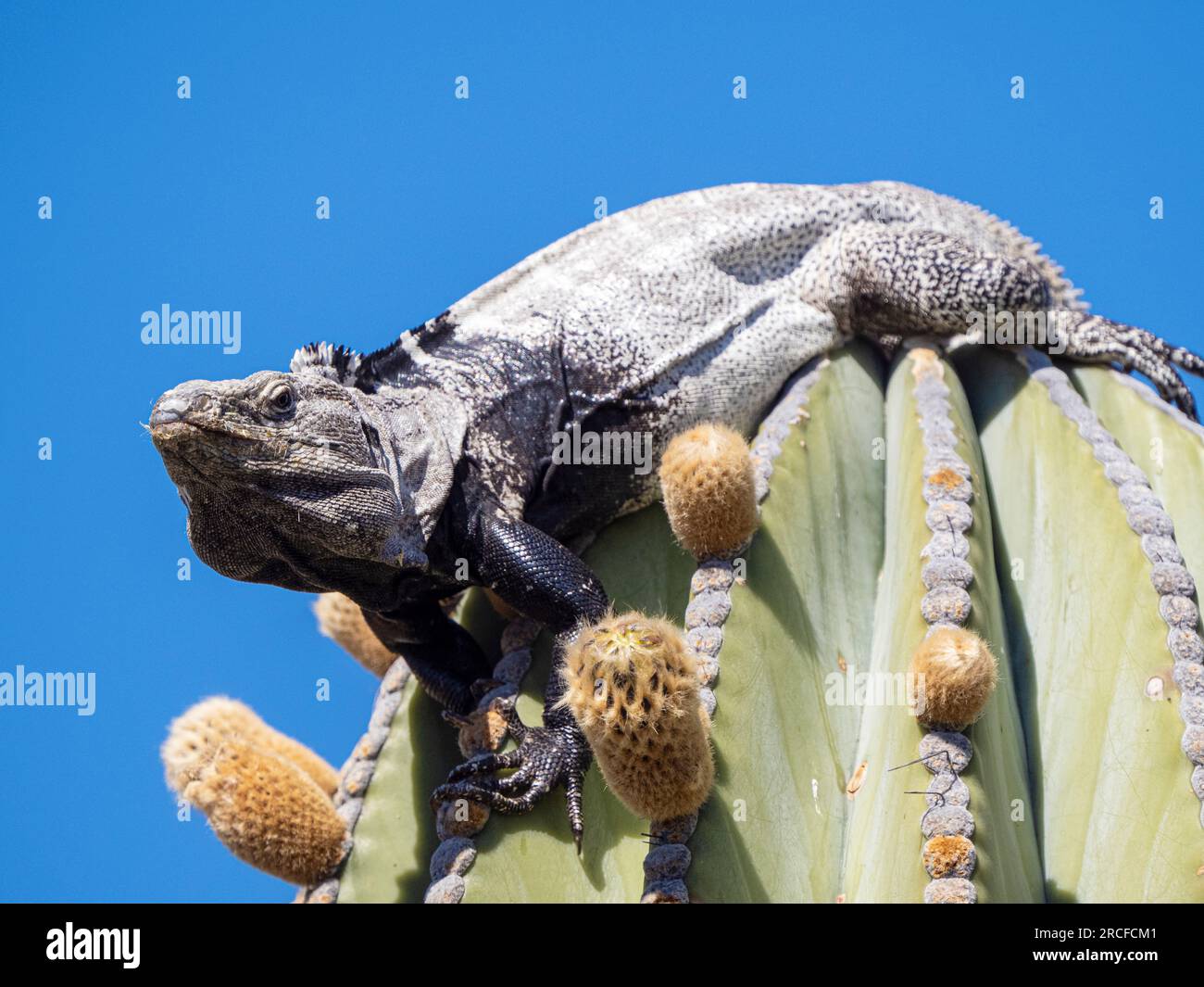Iguana dalla coda spinosa adulta, Ctenosaura conspicuosa, on cardon cactus, Isla San Esteban, Baja California, Messico. Foto Stock