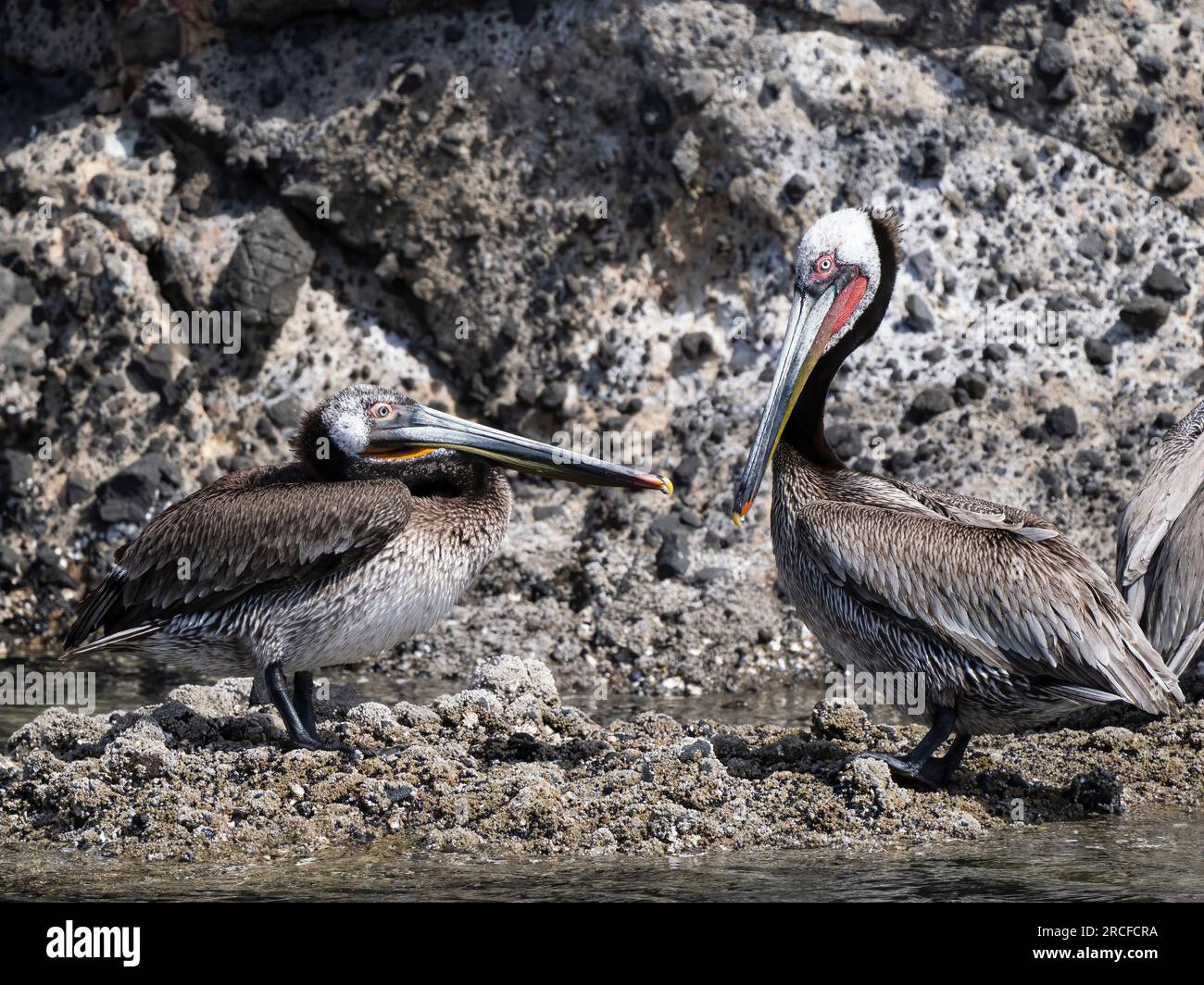 Peperoncino marrone per adulti e giovani, Pelecanus occidentalis, sull'Isla San Pedro Martir, Baja California, Messico. Foto Stock