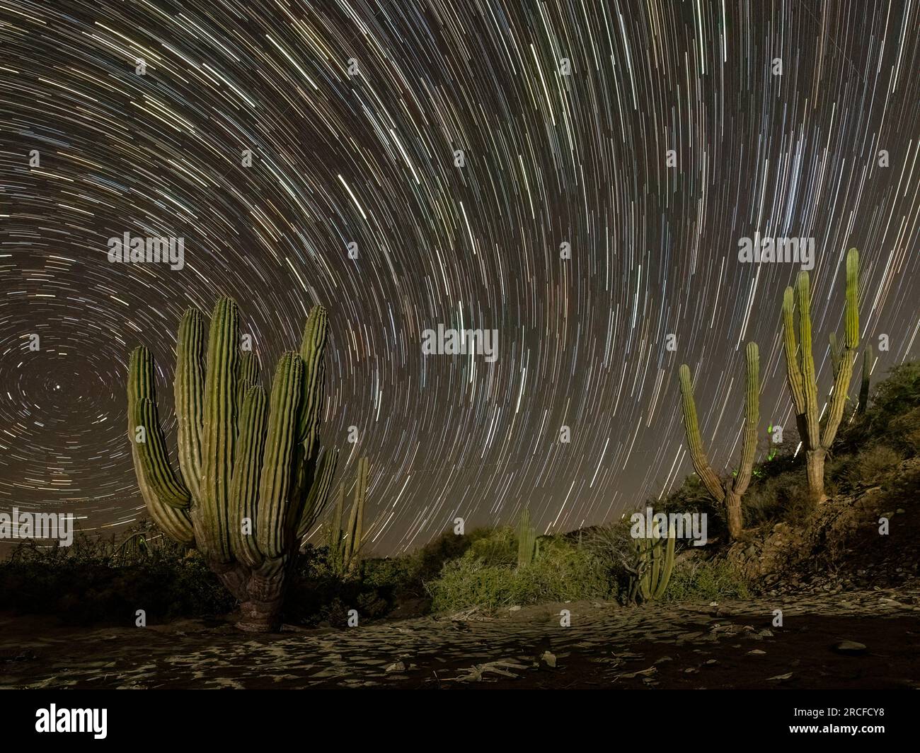 Fotografia notturna di una foresta di cactus del cardon, Pachycereus pringlei, sull'isola di San José, Baja California Sur, Messico. Foto Stock