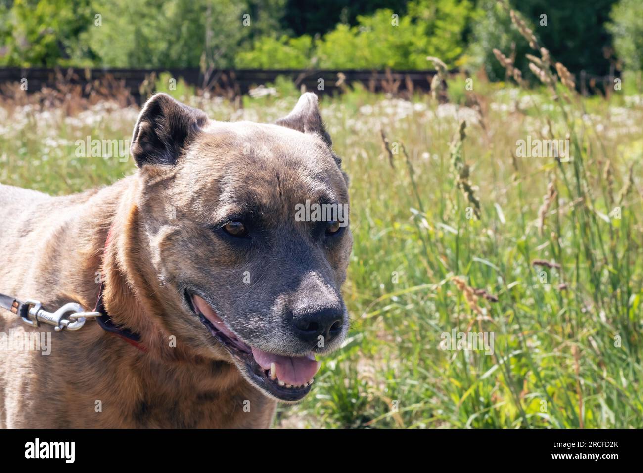Staffordshire Terrier nel campo, ritratto ravvicinato Foto Stock
