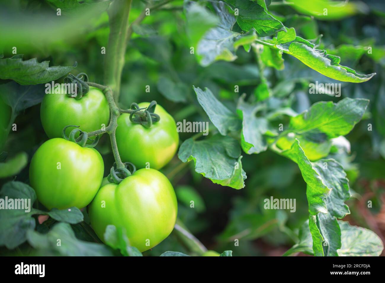 I pomodori in una serra. Orticoltura. Verdure. Foto Stock