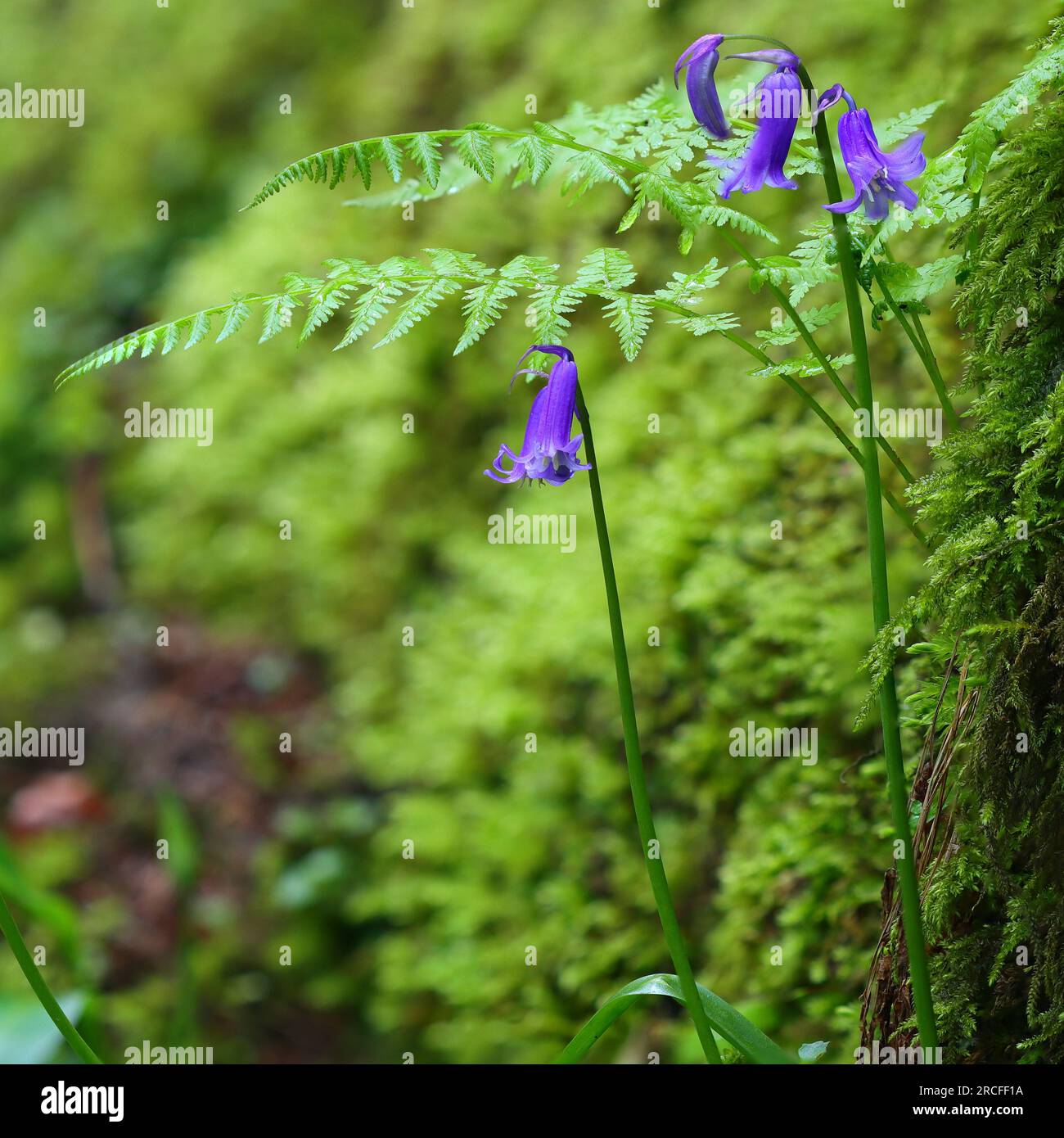 Immagine ravvicinata di alcuni campanelli e felci nella Hackfall Forest North Yorkshire, Inghilterra, Regno Unito. Foto Stock