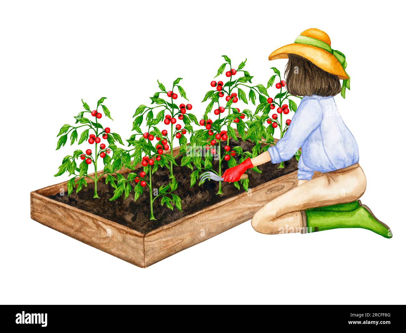 Una donna allenta il terreno su un letto da giardino in legno con pomodori in crescita. Composizione sul tema del giardinaggio, delle piantine primaverili, della coltivazione delle verdure. Foto Stock