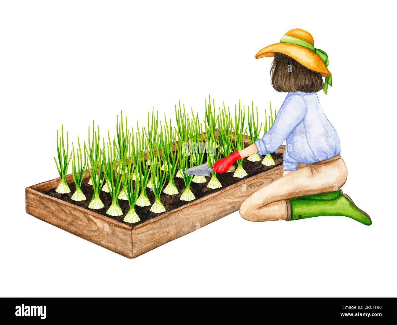Una donna allenta il terreno su un letto di legno con cipolle in crescita. Composizione sul tema del giardinaggio, delle piantine primaverili, della coltivazione delle verdure. Foto Stock