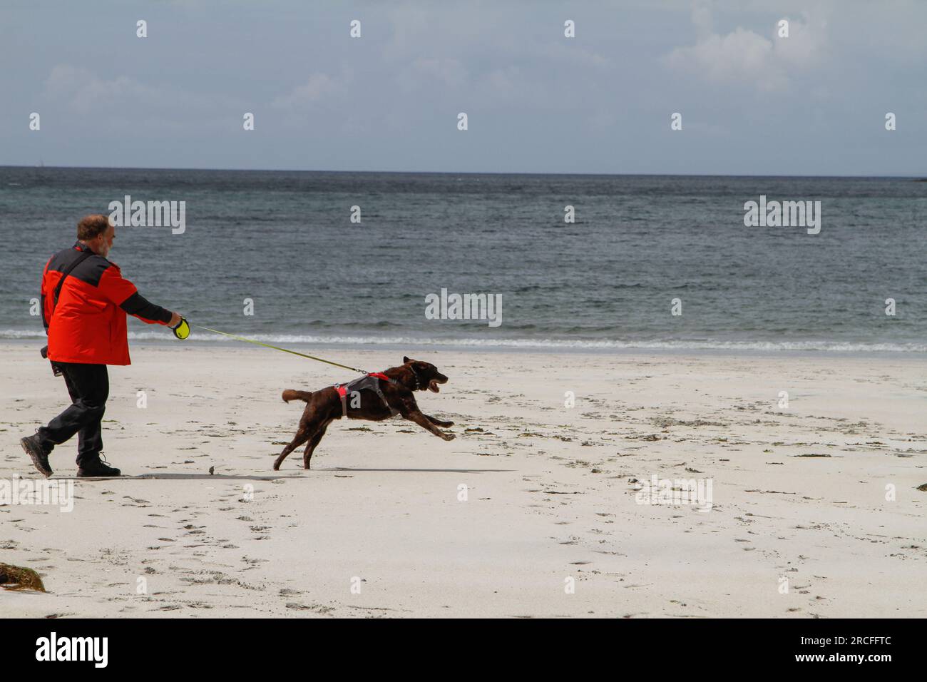 Cane che porta l'uomo a fare una passeggiata a Calgary Beach, Isola di Mull, Scozia Foto Stock