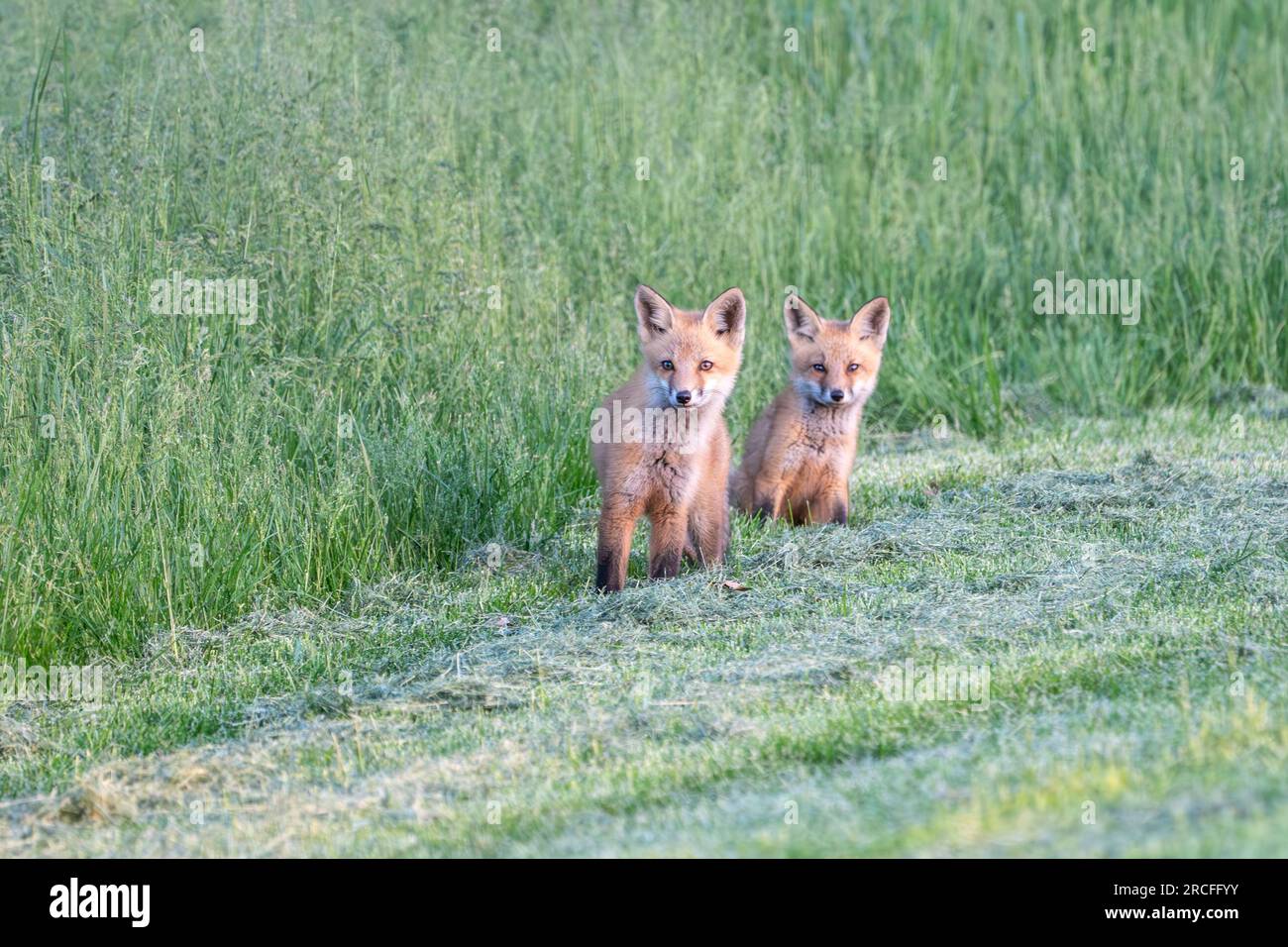 I curiosi kit Red Fox (Vulpes vulpes) saltano fuori dall'erba alta e guardano la fotocamera Foto Stock