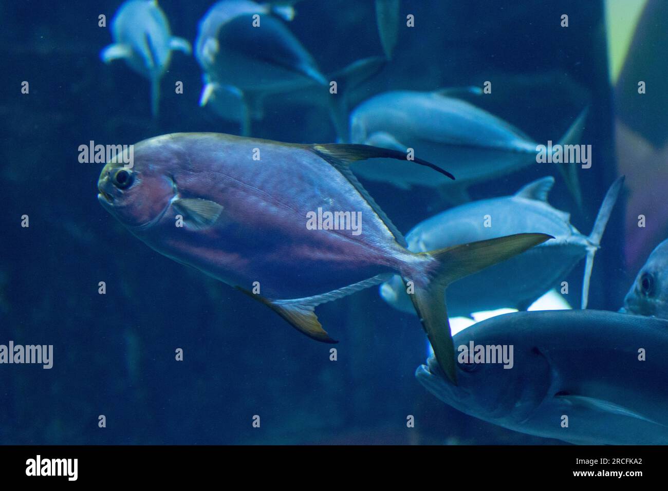 Fantastiche foto scattate all'Acquario di Parigi Foto Stock