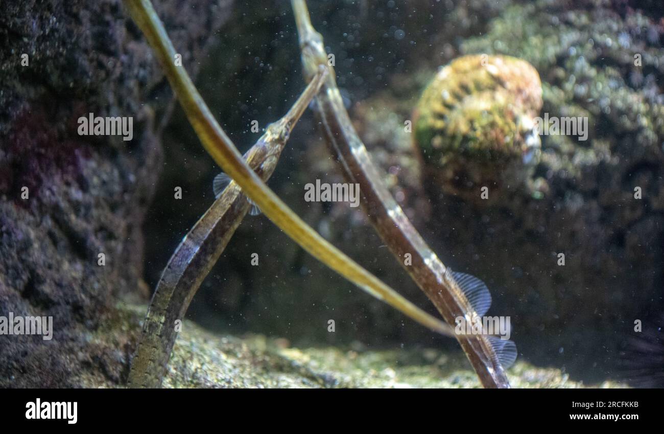 Fantastiche foto scattate all'Acquario di Parigi Foto Stock