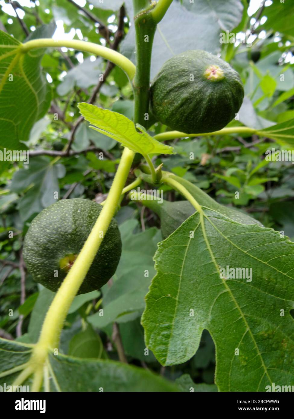 Guardando verso l'alto nel fico (Ficus carica) con frutta immatura Foto Stock