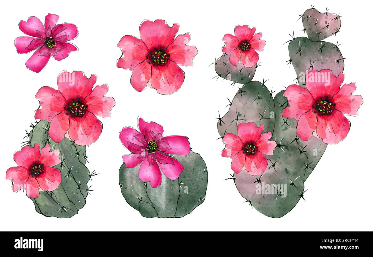 Collezione di cactus ad acquerello isolato su sfondo bianco. Illustrazione di un fiore disegnato a mano. Foto Stock