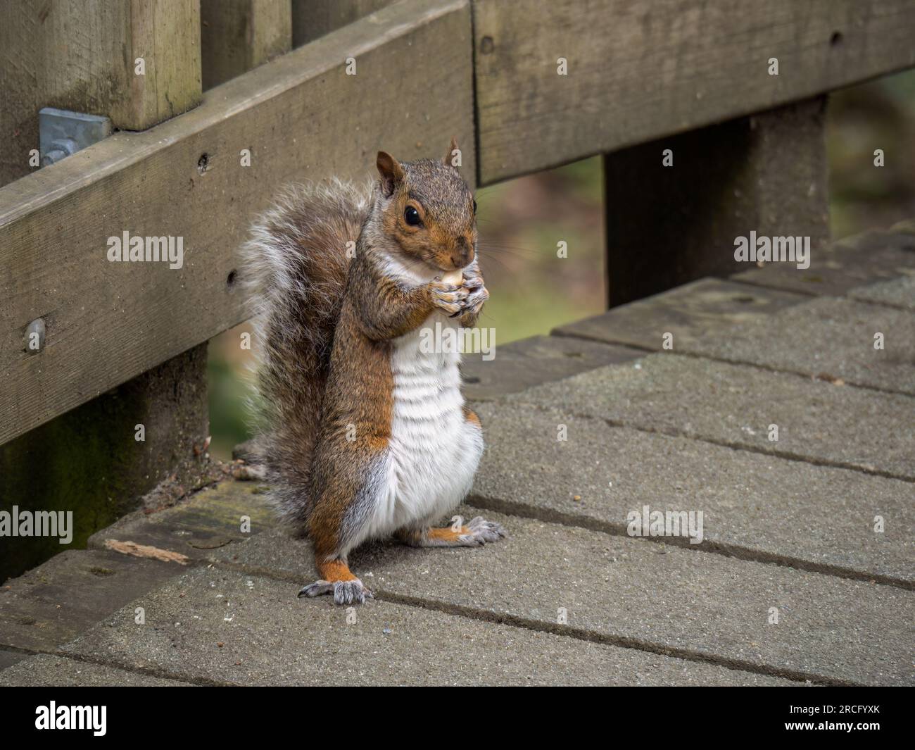 Lo scoiattolo grigio, lo Sciurus carolinensis, sedeva sulle fiaccole a mangiare noci. Carini vermi. Foto Stock