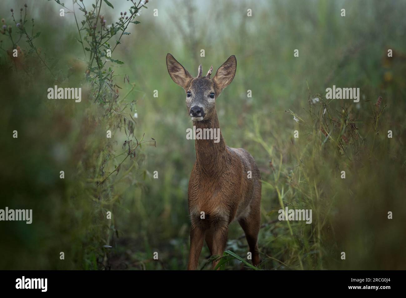 Capreolo europeo, capreolus capreolus, sul prato. Cervo in cerca di una spia. Cervo durante l'ora di chiusura. Natura europea. Foto Stock