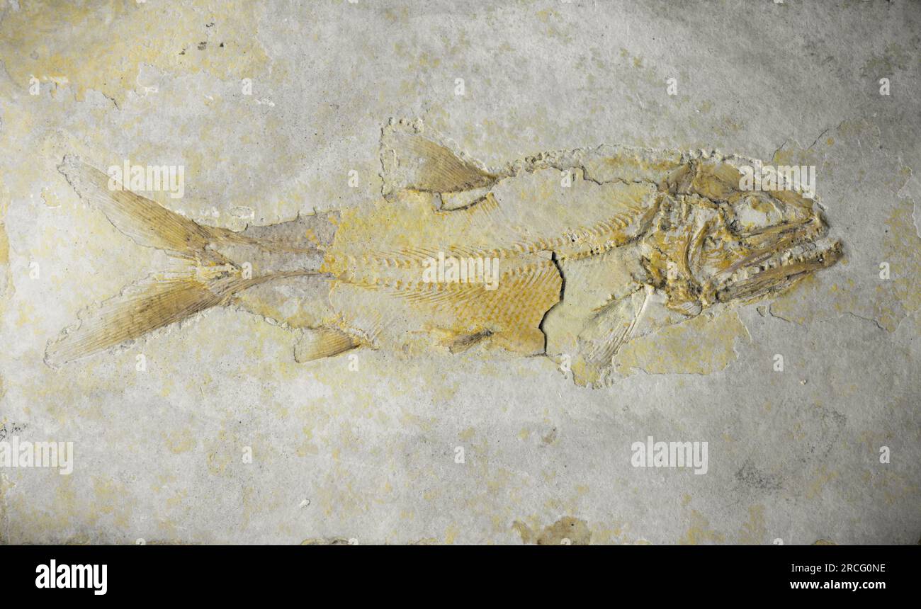 Fossile di pesce. Pesci preistorici nella roccia di pietra Foto Stock