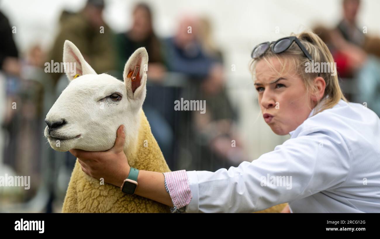 Mostra pecore al Great Yorkshire Show, Harrogate, 2023. Foto Stock