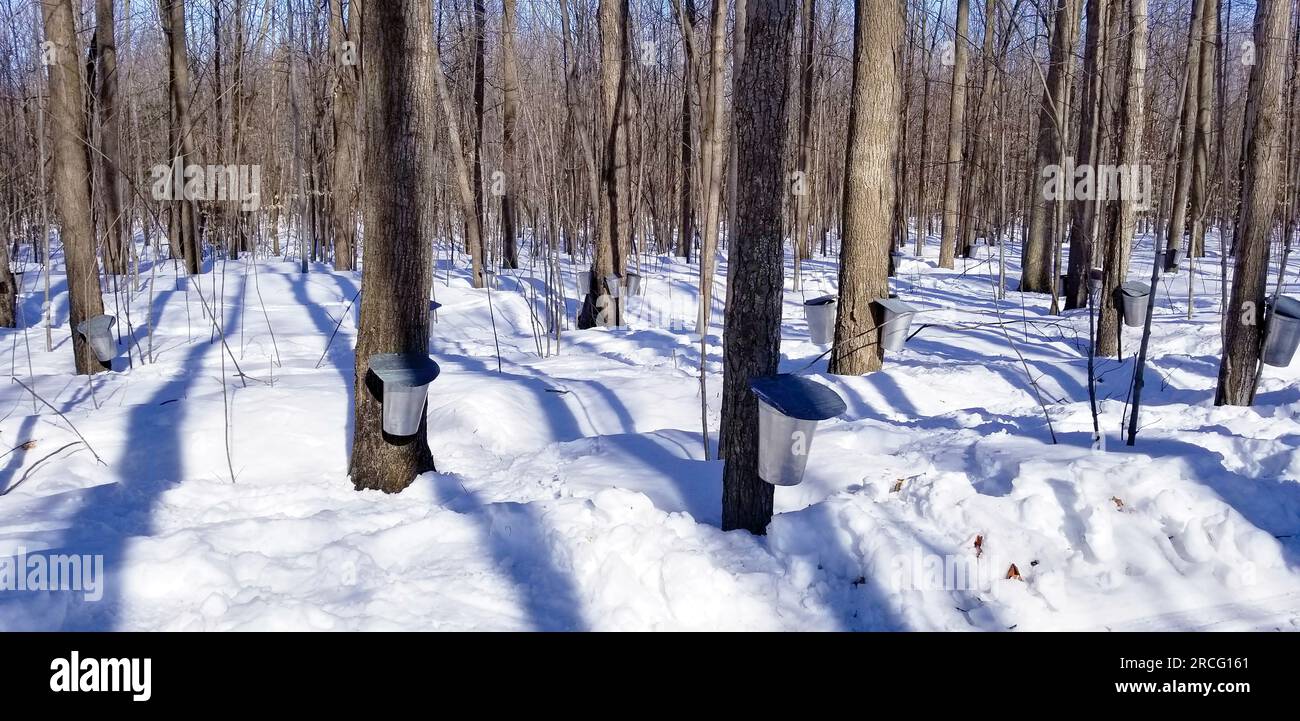 Maple Grove in inverno Foto Stock