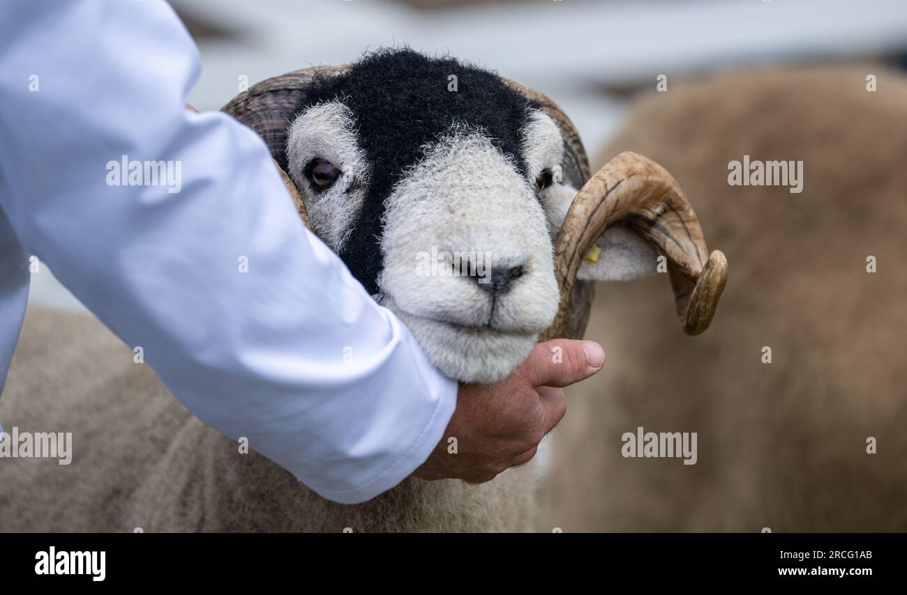 Mostra pecore al Great Yorkshire Show, Harrogate, 2023. Foto Stock